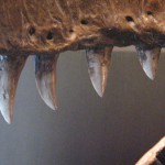 The teeth of dinosaurs